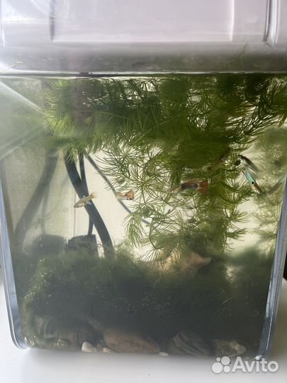 Акваферма с рыбками