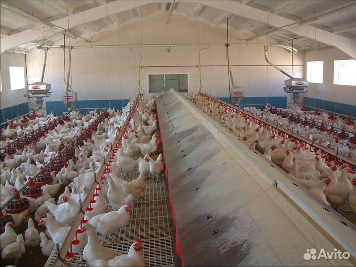 Вахта в Крым (на производство) мясокомбинат