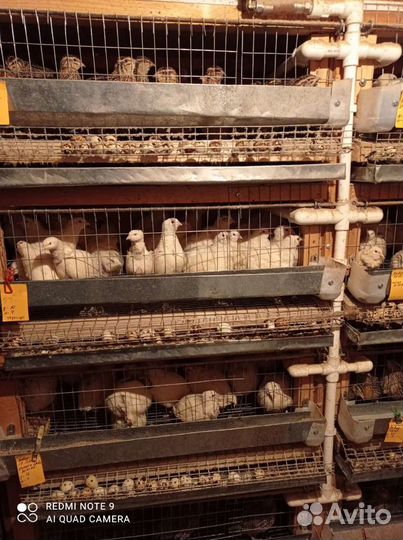 Перепела разного возраста