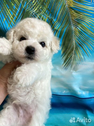 Щенки Бишон фризе