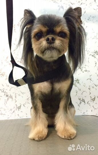 Стрижка собак, грумер Иркутск