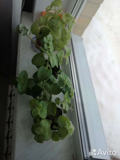 Комнатная мята