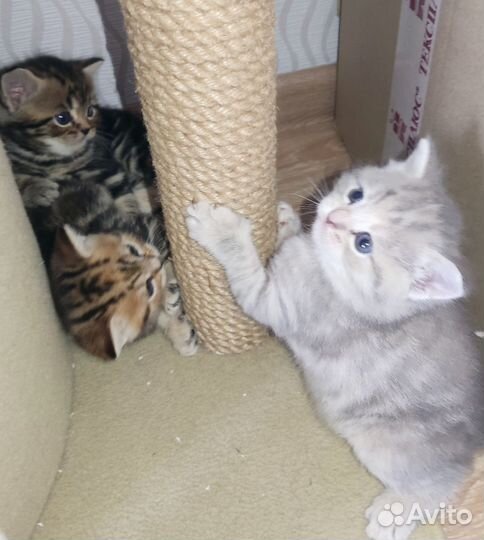 Шотландские котята