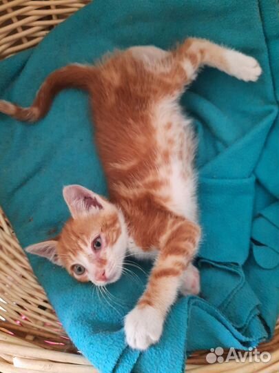 Рыжик-мальчик