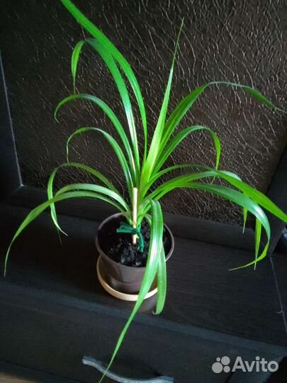 Пальма панданус