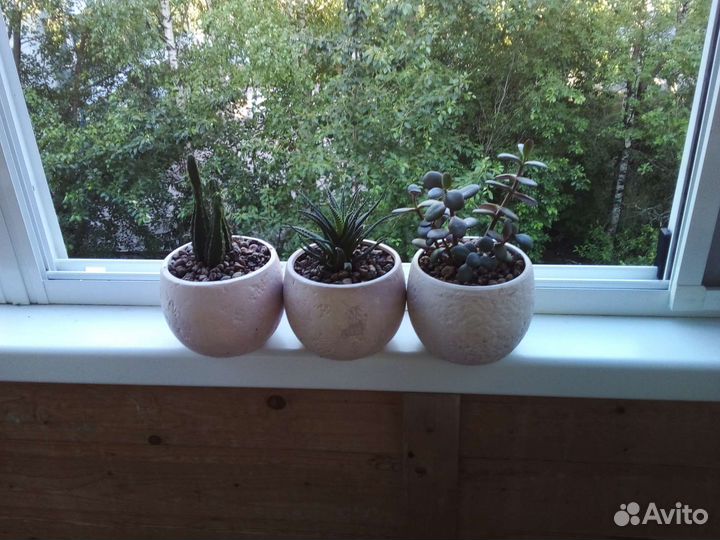 Цветочная композиция из 3 сукулентов