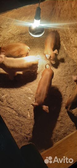 Поросята породы дюрок