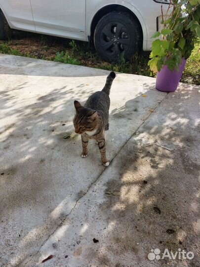 Котик ласковый