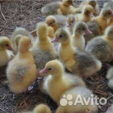 Гусята суточные