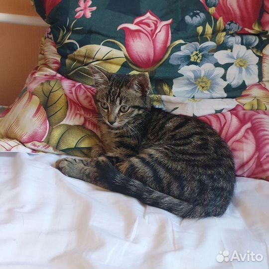 Котенок в хорошие руки