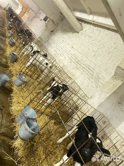 Холмогоры бычки телята