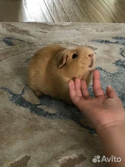 Морская свинка Английский селф