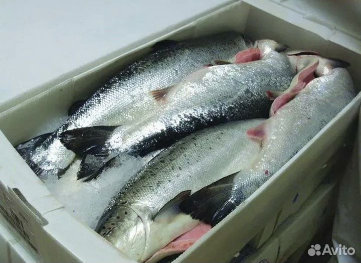 Доставка морепродуктов из Мурманска в СПб