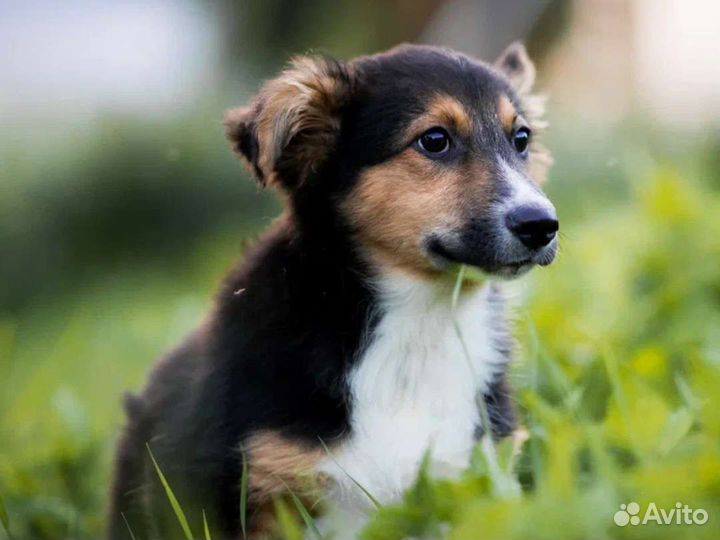 Щенок в добрые руки