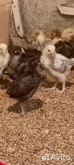 Молодки несушки