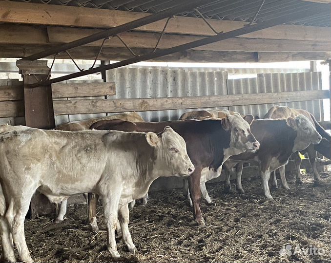 Продаются бычки