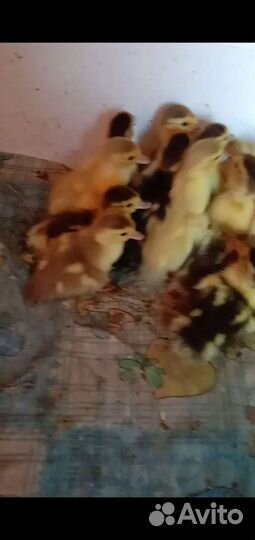 Домашняя птица утята