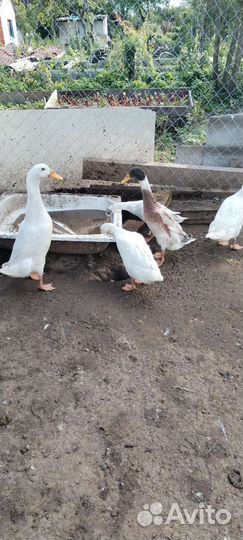 Утки индийский бегунок