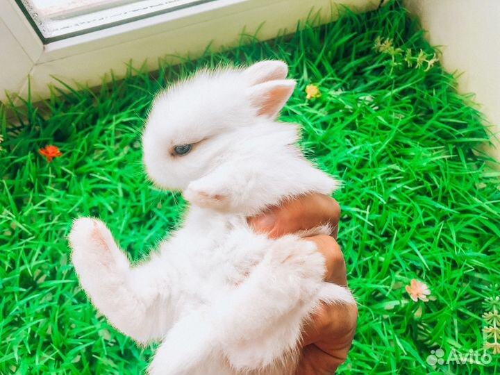 Карликовый кролик - очень редкий