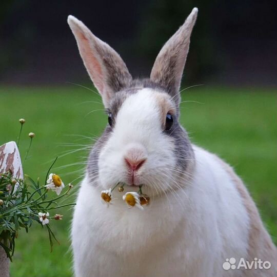 Продам кроликов