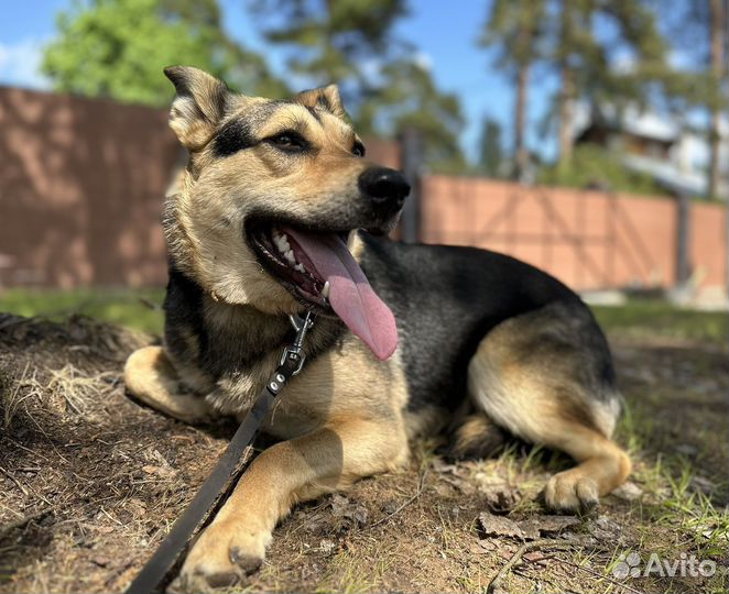 Собака в добрые руки отдам бесплатно