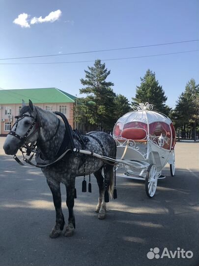 Лошадь жеребец