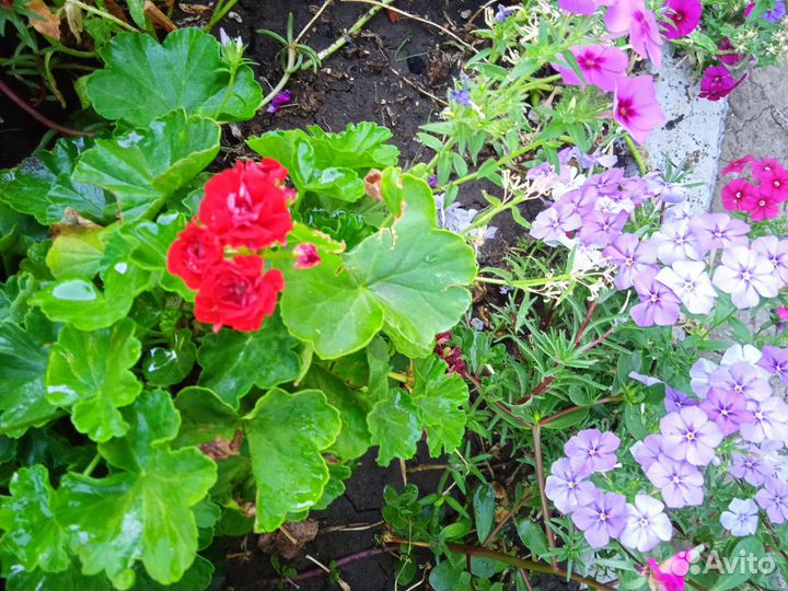 Пеларгония герань