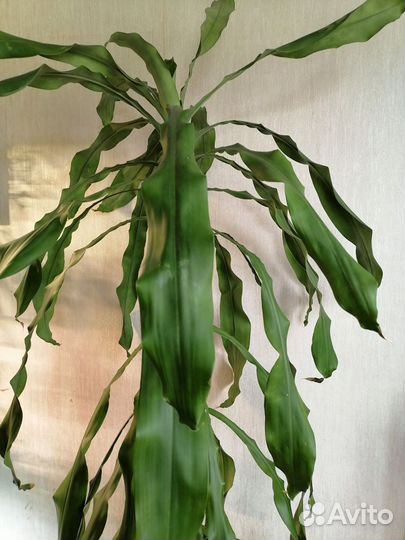 Пальма драцена