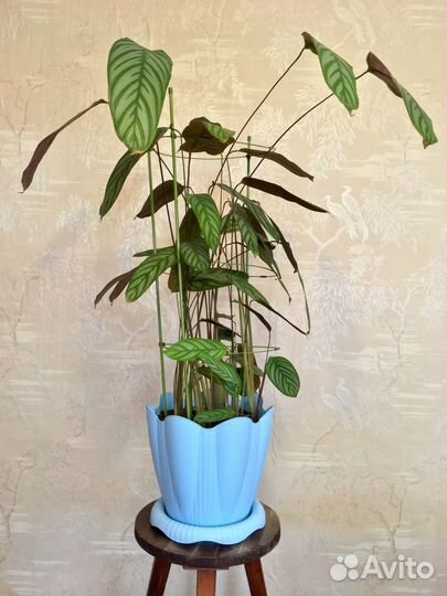 Калатея (Calathea) и Диффенбахия (Dieffenbachia)