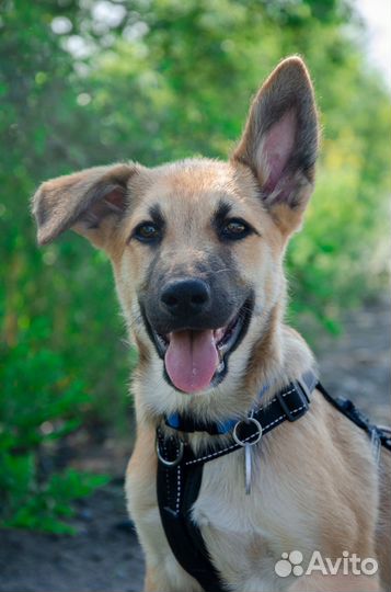 Собака Имбирь