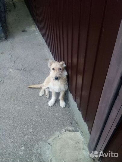 Собаки бесплатно в добрые руки