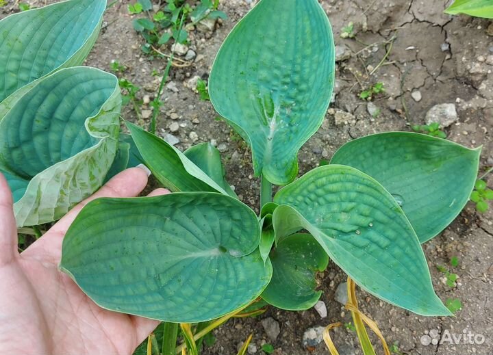 Хосты сортовые