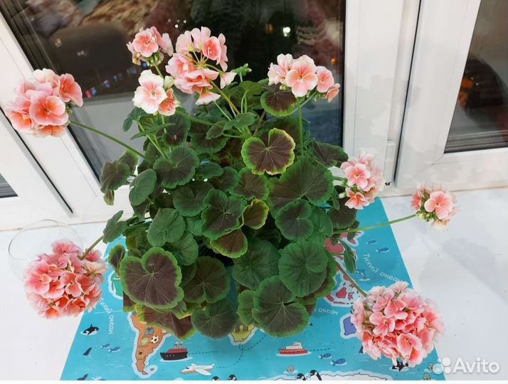 Пеларгония герань Биотехника