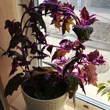 Комнатные цветы гинура