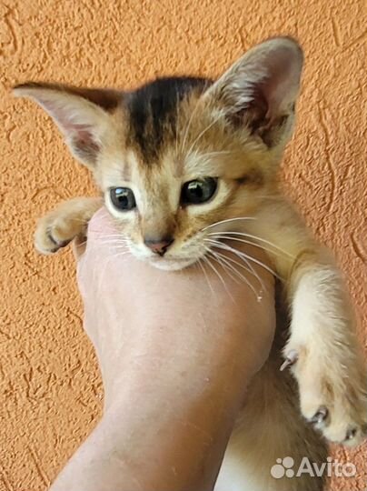 Абиссинская