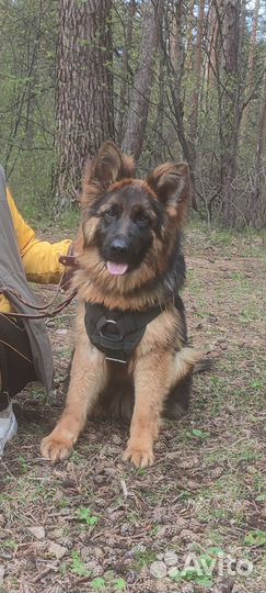 Немецкая овчарка