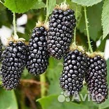 Ежевика Натчез, Блэк Джем, Небеса, Карака Блэк