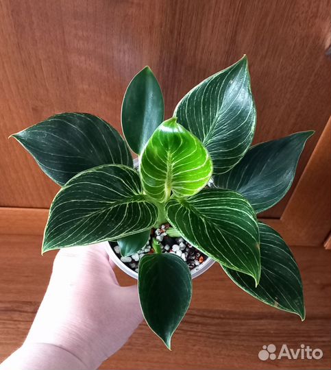 Филодендрон Биркин