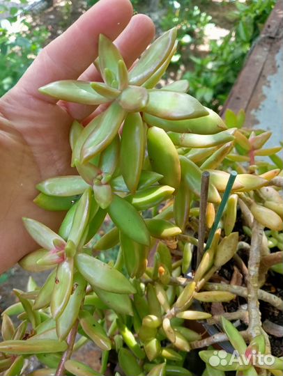 Суккуленты