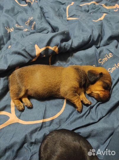 Щенки таксы