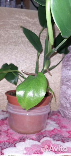 Монстера и бамбук