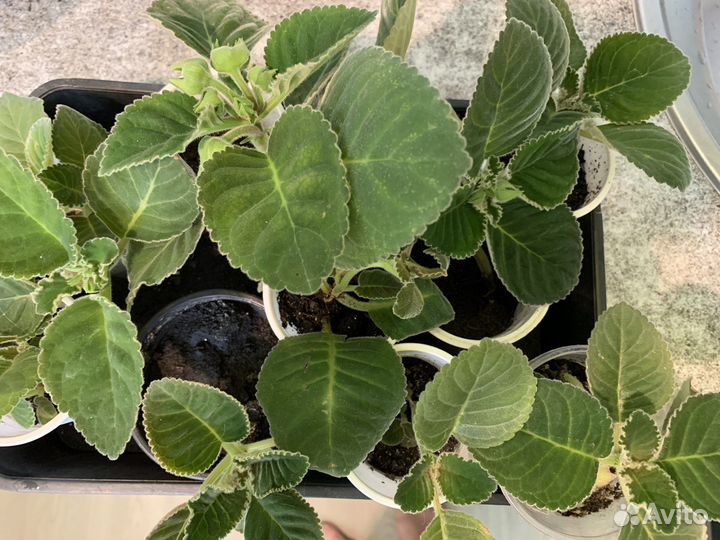 Глоксиния махровая