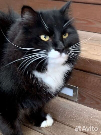 Кот в добрые руки