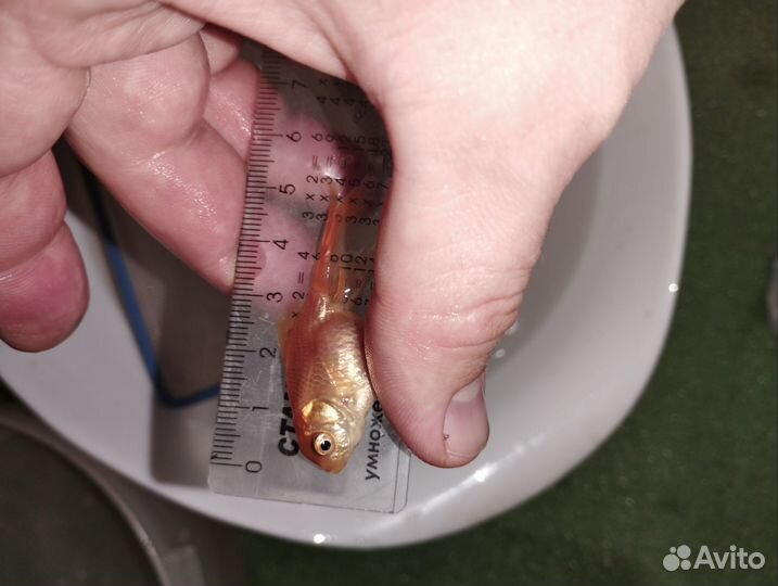 Аквариумные рыбки,оранды оптом 100 штук