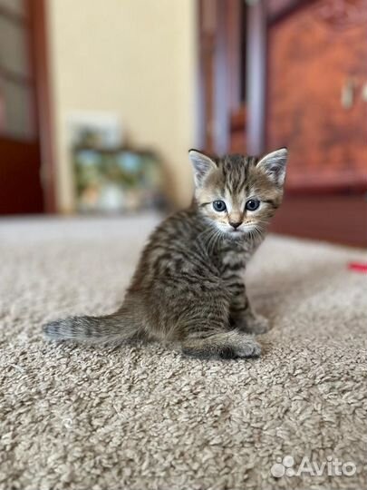 Кошка в дар бесплатно