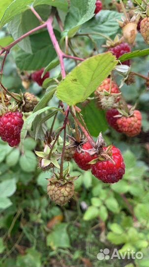 Саженцы Малины,Смородины,голубики, жимолости