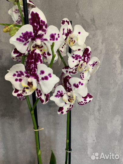 Орхидея бабочка