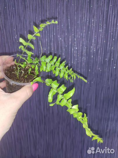 Нефролепис Блю Белл