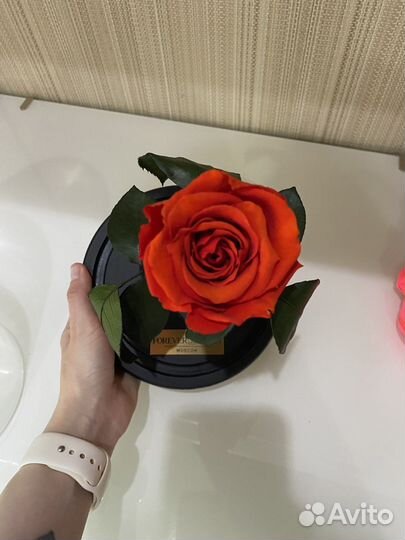 Роза в колбе