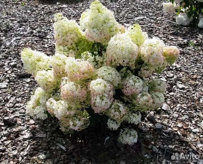 Гортензия метельчатая